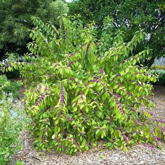 a bush with purple flowers and green leaves in the middle of a garden area next to some trees