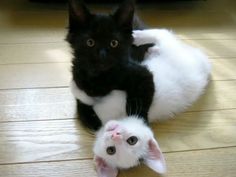 a black and white cat laying on top of a wooden floor next to a kitten