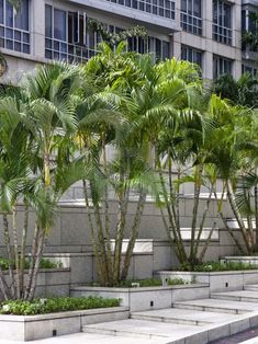 several palm trees lined up in front of a building