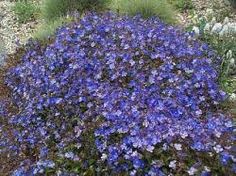 the blue flowers are blooming in the garden