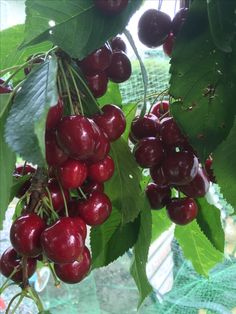 some cherries hanging from a tree with green leaves