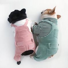 two small dogs are dressed up in sweaters