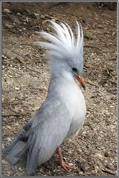 a bird with white feathers standing on the ground