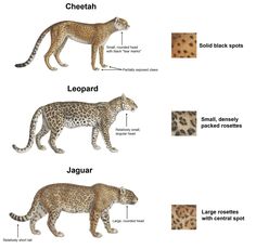 the different types of leopards and cheetah are shown in this diagram below