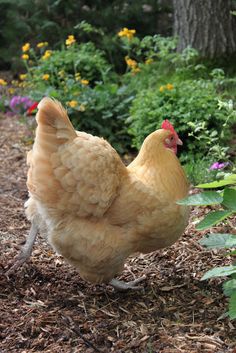 a chicken is standing in the dirt near flowers