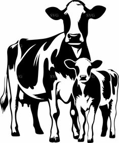 two cows standing next to each other on a white background