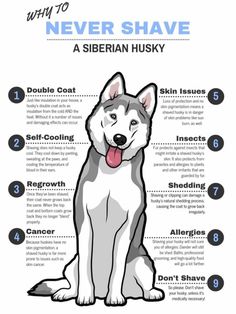 a dog's description for the different types of dogs that are used to shave their fur