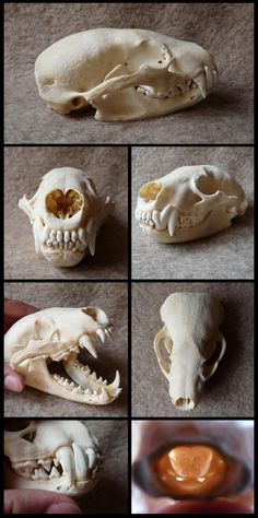 there are several pictures of different animal skulls