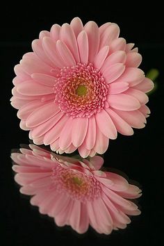 two pink flowers sitting on top of a black surface next to each other and reflecting in the water