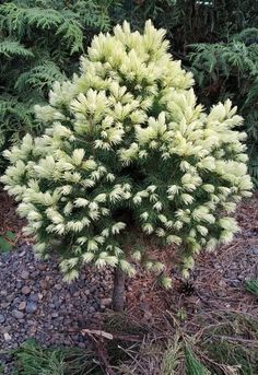 a small pine tree is in the middle of some rocks and grass with other trees behind it