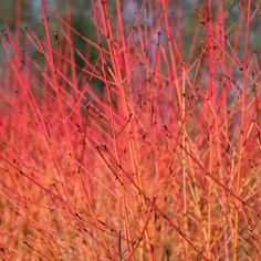 the red branches of a tree are in full bloom, and it looks like they're dying