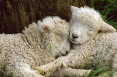 two lambs cuddle together in the grass next to a tree