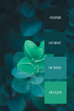 Two Colors Combinations, Color Scheme With Teal, Colors Of Green Shades, Dark Teal Blue Color Palette, Color Combinations For Design, Teal Combination Colors, Tranquility Color Palette, Color Schemes With Teal, Pthalo Green Color Palette