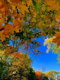 trees with yellow and red leaves in the foreground, against a blue sky background