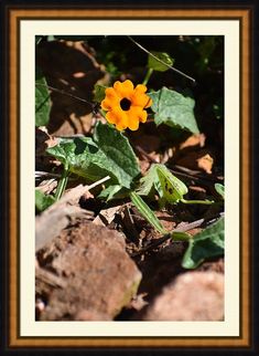 an orange flower is growing out of the ground near some rocks and leaves on the ground