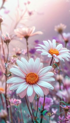 pink and white daisies are in the middle of a field with purple flowers on it