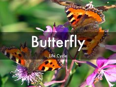 two butterflies sitting on top of purple flowers with the words butterfly life cycle in front of them