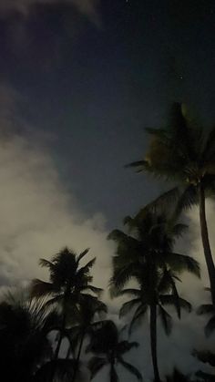 palm trees are silhouetted against the night sky