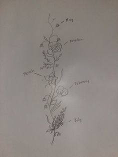 a drawing of a plant with flowers labeled