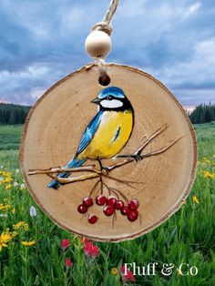 a blue and yellow bird sitting on top of a piece of wood next to berries