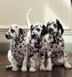 three dalmatian puppies are sitting on the floor and one is looking at the camera