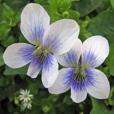 three white and blue flowers with green leaves