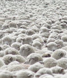 a large herd of sheep standing in the middle of a field with text overlay reading queremos ser 1, 000