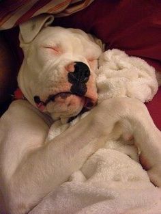 a white dog laying on top of a bed covered in blankets with his eyes closed