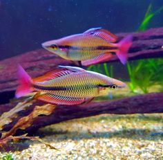 two small fish swimming in an aquarium