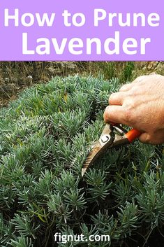 a person is pruning lavender plants with the words how to prune lavender