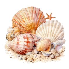 watercolor painting of seashells and starfish