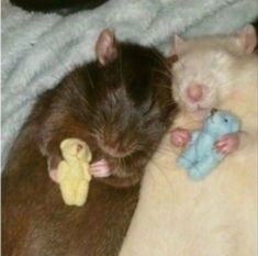 two rats cuddle next to each other on a blanket and one rat is holding a toy