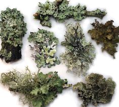 several different types of moss on a white surface