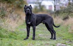 a large black dog standing on top of a lush green field