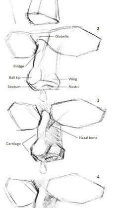 the different parts of a human body that are drawn in pencil and ink on paper