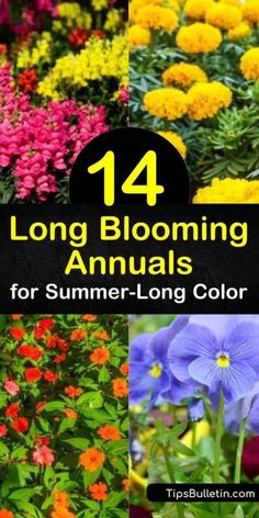 Annual Flower Beds Design, Ideas Around Trees, Annual Flowers For Shade, Annual Flower Beds, Shade Annuals, Full Sun Annuals, Annual Garden