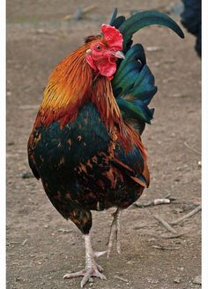 a colorful rooster standing on top of a dirt field