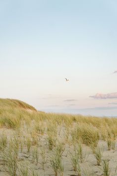 the bird is flying over the sand dunes