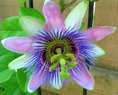 a purple flower with green leaves in front of a fence