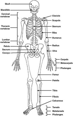 the human skeleton and its major bones