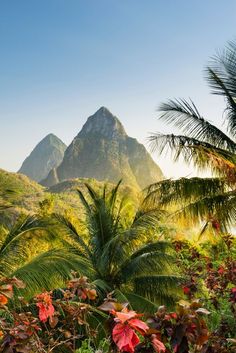 the mountains and palm trees are in the foreground, with bright sunlight shining on them