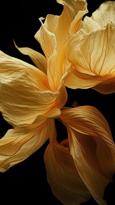 two large yellow flowers on a black background