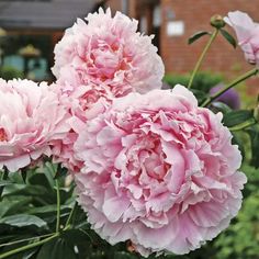 pink flowers are blooming in the garden