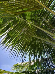 the underside of a palm tree against a blue sky