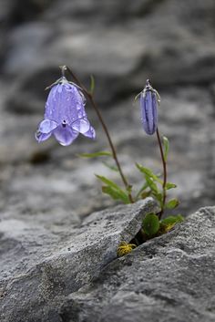 a purple flower is growing out of some rocks