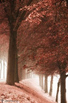 trees with red leaves on the ground and fog in the air, near a path