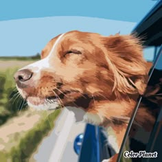 a dog is looking out the window of a car