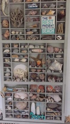 a shelf filled with lots of seashells and shells