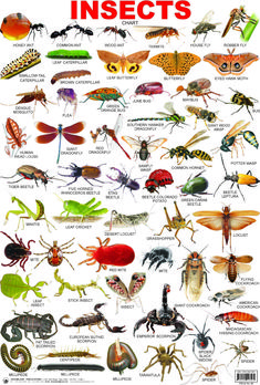 an insect poster with many different kinds of insects