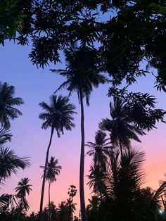 palm trees are silhouetted against the sky at sunset in this tropical setting with pink and blue hues